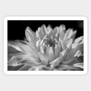 Dahlia Sticker